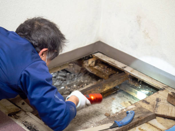 Best Mold Remediation for Specific Building Types in Beaver, OK
