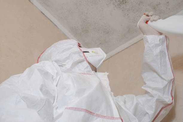 Best Localized Mold Remediation (e.g., coastal areas, humid climates) in Beaver, OK