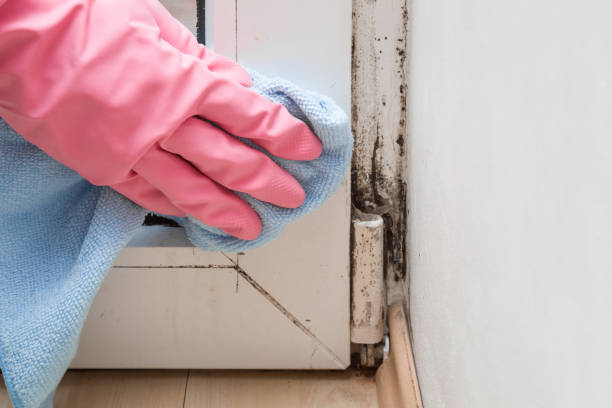 Best Bathroom Mold Remediation in Beaver, OK